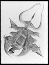 Celestial Insect