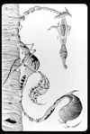 Sidewinder Insect