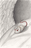 Sketch Mouse Color Sketch