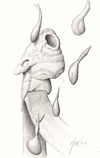 Phallus Sketch '04