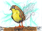 Pen n Ink Parakeet