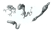 Species Study Sketch '11