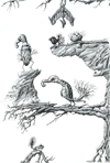 Surreal Birds Sketch '11