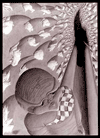 Rabidus Parvulus Thumb